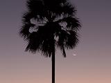 Africa 007 : Africa, Botswana, Chitabe, Evening Glow, Nature, Okavango, Palm Trees, Trees